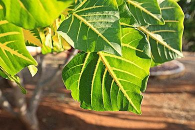 《毁灭战士：黑暗时代》公开PS5实体版预购特典及典藏版资讯